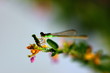 small dragonfly small dragonfly