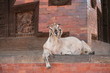 enlighted goat.