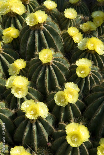 Foto: eriocactus magnificus eriocactus magnificus