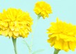 blume