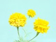 blume