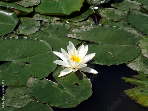 Photo: single white lotus blossom single white lotus blossom