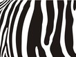 Zebra pattern - Detail of zebra stripes
