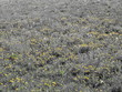 Dandelion Field