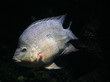 white tilapia