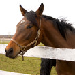 cheval