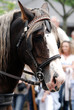 Photo : cheval attelé cheval attelé