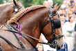 cheval attelé sous la pluie