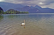 schwan am see