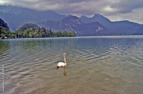 schwan am see schwan am see