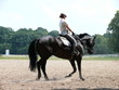cheval noir