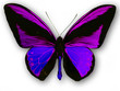 ppillon