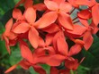 blume