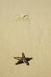 starfish displaced