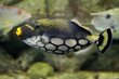 clown triggerfish