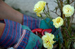 cutting roses