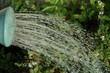water being poured on thyme