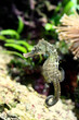 Seahorse