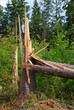 windbruch3