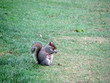 stumpy squirrel