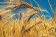 champs_de_blé champs_de_blé