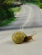 snail crossing a road