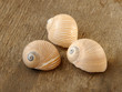 lined moon snail