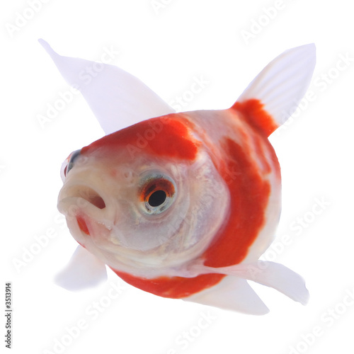 koi