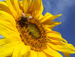 sunflower and a bee
