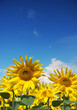 sunflowers and a blue sky