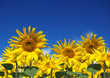 summertime sunflowers
