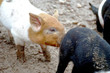 nosey pig