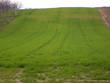 grass