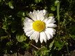 daisy
