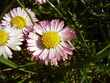 pink daisy