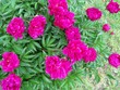 pink flowers