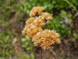 dried flower