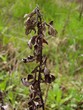 dead plant