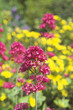 red and yellow flowers
