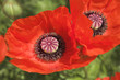 red flowers