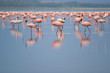 flamingos
