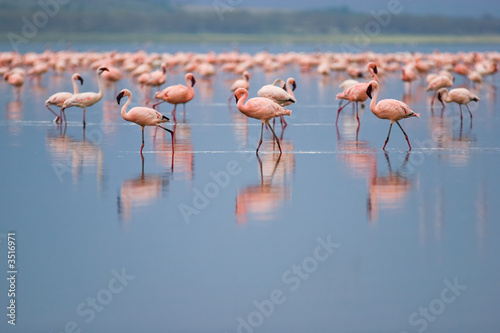 Photo: flamingos flamingos