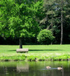 bench under tree at park