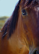 gentle sweet horse face gentle sweet horse face