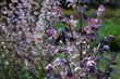 sauge et insecte