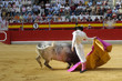 torero-68