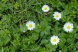 white daisies in the grass
