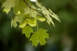 sycamore leaves