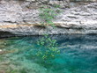 arbre surpris par les eaux arbre surpris par les eaux