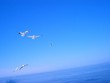 mouettes en mer mouettes en mer